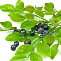 Bilberry 375 mg Supplement
